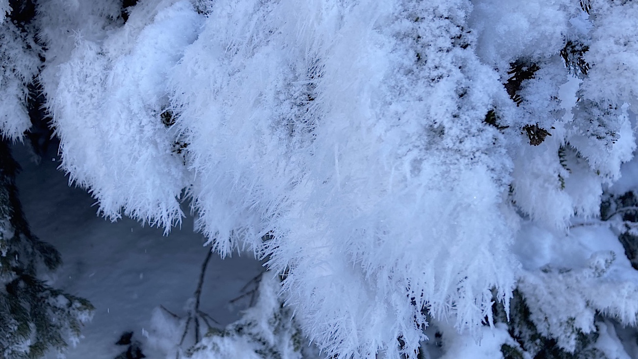 Sapins givrés